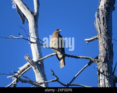 Chimango Caracara (Daptrius chimango) Aves Stockfoto