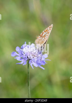 Blauer Chalkhill-Schmetterling (Polyommatus coridon), weiblicher Schmetterling auf kleiner, schmeichelhafter Wildblume auf Kreideflächen, Hampshire, England, Vereinigtes Königreich Stockfoto