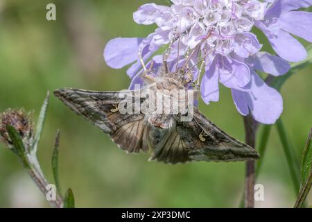 Silber Y-Motte (Autographa gamma), die im Spätsommer auf einer kleinen, skabiösen (Scabiosa columbaria) Wildblume trennt, England, Vereinigtes Königreich Stockfoto