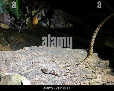 Rhombische Katzenaugenschlange (Leptodeira rhombifera) Reptilia Stockfoto