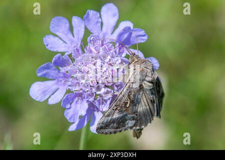 Silber Y-Motte (Autographa gamma), die im Spätsommer auf einer kleinen, skabiösen (Scabiosa columbaria) Wildblume trennt, England, Vereinigtes Königreich Stockfoto