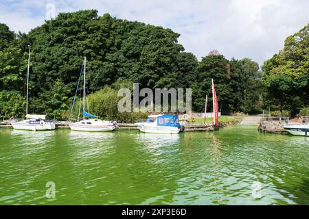 Antrim, Nordirland - 3. August 2024: Lebendiges, giftiges Flusswasser aus Blaualgenblüten, Cyanobakterien-Verschmutzung in Lough Neagh. Stockfoto