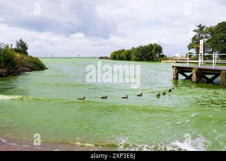 Antrim, Nordirland - 3. August 2024: Enten schwimmen durch blaugrüne Cyanobakterien-Algen, die den Wasserweg säumen, während sie in den Lough Neagh münden. Stockfoto