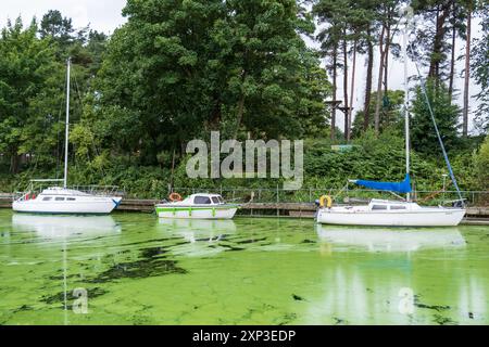 Antrim, Nordirland - 3. August 2024: Drei weiße Boote sitzen an einem Flussufer, das Wasser ist stark von Blaualgenblüten befleckt. Stockfoto