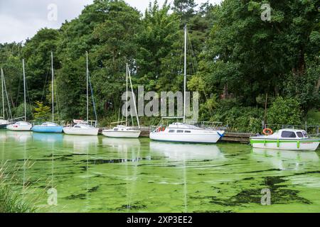 Antrim, Nordirland - 3. August 2024: Der Fluss am Eingang zum Lough Neagh ist von Blaualgenblüten überzogen und verursacht eine starke Wasserverschmutzung. Stockfoto