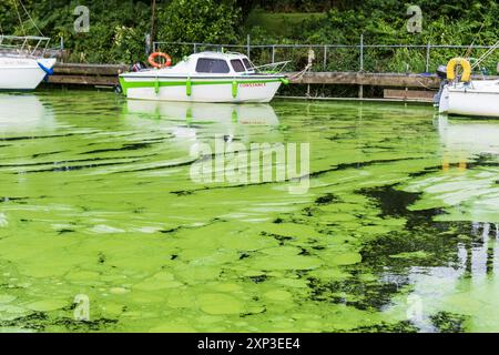 Antrim, Nordirland - 3. August 2024: Toxische Cyanobakterien blühen blau-grüne Algen, die im Lough Neagh eine bedeutende Rolle spielen. Umweltverschmutzung Stockfoto