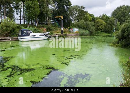 Antrim, Nordirland - 3. August 2024: Im Hochsommer treten ausgedehnte Blaualgenblüten auf, die Bedenken hinsichtlich der Wasserqualität und der Tierwelt wecken. Stockfoto