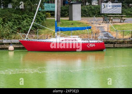 Antrim, Nordirland - 3. August 2024: Kleine rote Yacht (Cara) sitzt im Grasgrünwasser, das durch toxische Algenblüten verursacht wird, die zu Wasserverschmutzung führen. Stockfoto