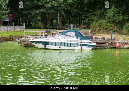 Antrim, Nordirland - 3. August 2024: An der Mündung des Lough Neagh Blue Green Algae Blooms Cyanobakterien geben Anlass zu ernsthaften Bedenken hinsichtlich der Wasserverschmutzung. Stockfoto