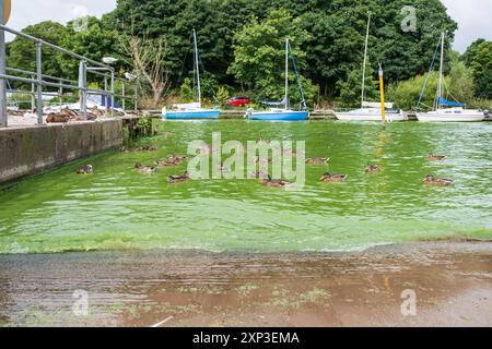 Antrim, Nordirland - 3. August 2024: Enten schwimmen im leuchtend grünen Wasser, befallen von Blaualgenblüten, am Mündungsort des Lough Neagh. Stockfoto