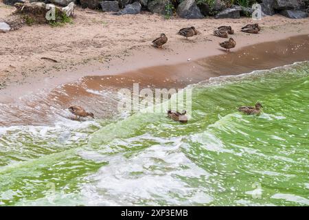 Antrim, Nordirland - 3. August 2024: Uferlinie des Lough Neagh, grüne Wellen brechen, Wasser stark verschmutzt mit Blaualgenblüten. Stockfoto