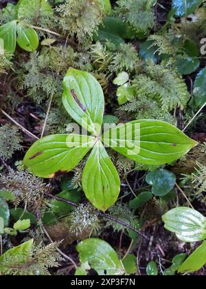 Westliche Bunchberry (Cornus unalaschkensis) Plantae Stockfoto