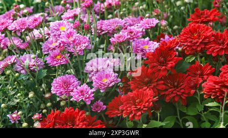 Feld von frischen hell blühenden roten und rosa Farbe Chrysanthemen Büsche im Herbstgarten draußen an sonnigen Tag, Blumenbeet. Blumenhintergrund für Greeti Stockfoto