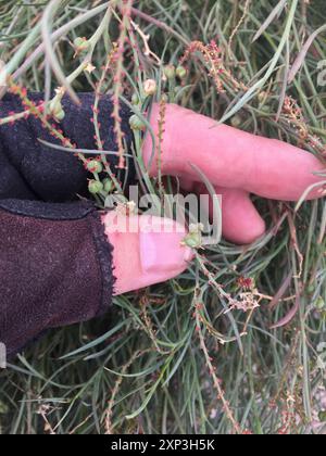 Schmalblättrige Stillingia (Stillingia linearifolia) Plantae Stockfoto