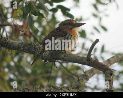 Punktpuffvogel (Nystalus maculatus) Aves Stockfoto