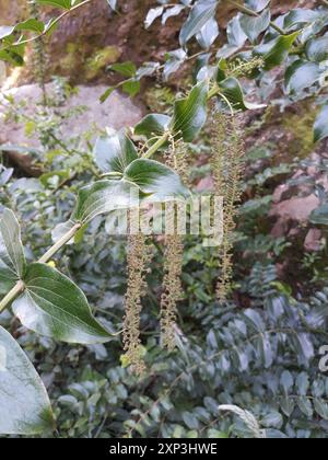 Baum Tutu (Coriaria arborea) Plantae Stockfoto