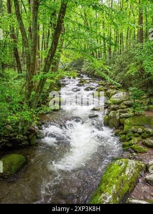 Roaring Fork River auf dem Roaring Fork Motor Nature Trail im Great Smokey Mountains National Park in Tennessee, USA Stockfoto