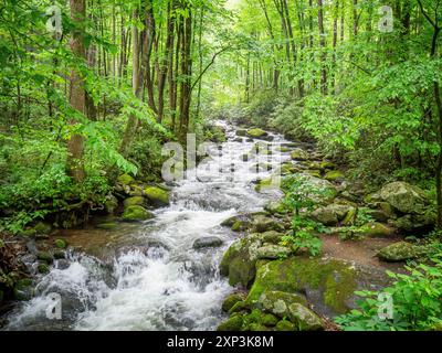 Roaring Fork River auf dem Roaring Fork Motor Nature Trail im Great Smokey Mountains National Park in Tennessee, USA Stockfoto