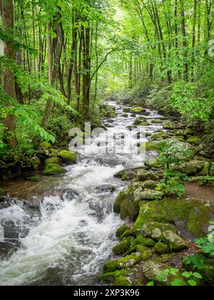 Roaring Fork River auf dem Roaring Fork Motor Nature Trail im Great Smokey Mountains National Park in Tennessee, USA Stockfoto