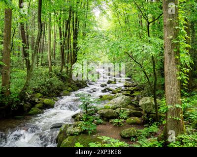 Roaring Fork River auf dem Roaring Fork Motor Nature Trail im Great Smokey Mountains National Park in Tennessee, USA Stockfoto