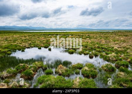 Weite, offene Feuchtgebiete im Flower Lake Nature Reserve. Ruoergai Wetland und Zoige Marsh, Sichuan, China. Stockfoto