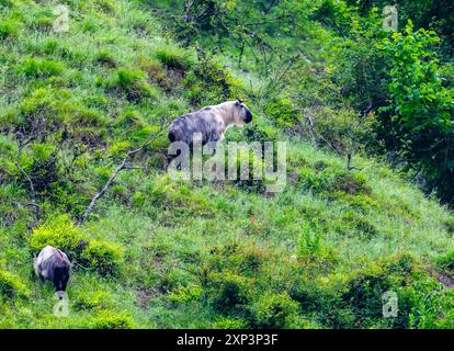 Ein wilder Sichuan-Takin (Budorcas taxicolor tibetana), der auf Berghängen weidet. Tangjiahe National Nature Reserve, Sichuan, China. Stockfoto