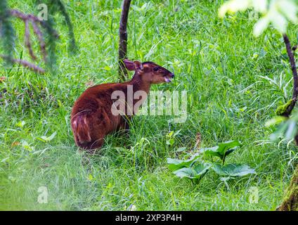 Ein südlicher Roter Muntjac (Muntiacus muntjak) im Wald. Tangjiahe National; Naturschutzgebiet, Sichuan, China. Stockfoto