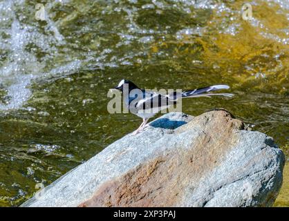 Ein weißgekrönter Gabelschwanz (Enicurus leschenaulti), der auf einem Felsen am Bach steht. Tangjiahe National Nature Reserve, Sichuan, China. Stockfoto