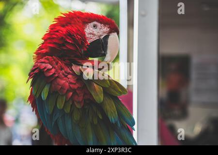 Ein zerzauster roter Aras-Papagei sitzt auf einem Ast mit gedrehtem Kopf Stockfoto