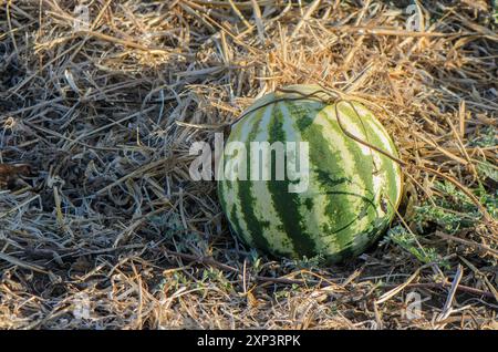 Frische Wassermelonenfrüchte auf Wassermelonenfeldern. Wassermelonenernte im Sommer. Stockfoto