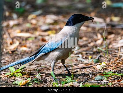 Eine azurfarbene Elster (Cyanopica cyanus), die sich auf der Suche nach Boden macht. Peking, China. Stockfoto