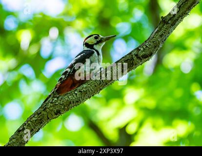 Ein großer Fleckenspecht (Dendrocopos Major), der auf einem Ast thront. Peking, China. Stockfoto
