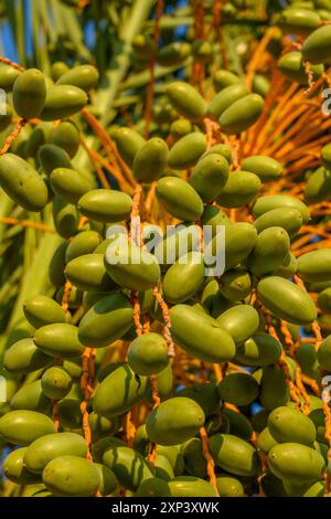 Rohe grüne Datteln hängen am Baum. Stockfoto