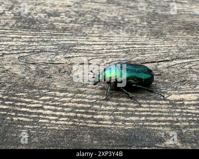 Ein goldener Bronzekäfer. Auf einer verwitterten Holzoberfläche. Nahaufnahme. Stockfoto