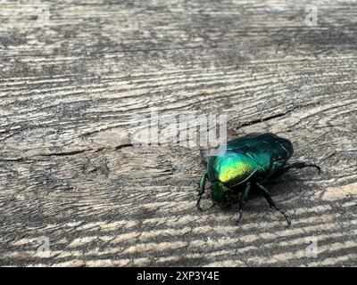 Ein goldener Bronzekäfer. Auf einer verwitterten Holzoberfläche. Nahaufnahme. Stockfoto