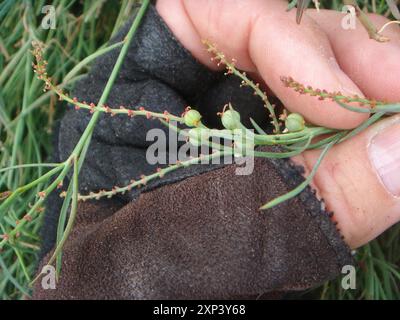 Schmalblättrige Stillingia (Stillingia linearifolia) Plantae Stockfoto
