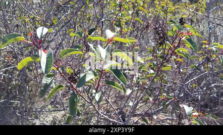 laurel Sumac (Malosma laurina) Plantae Stockfoto