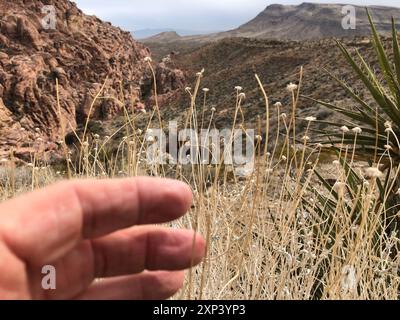 Virgin River Brittlebush (Encelia virginensis) Plantae Stockfoto