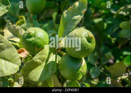 Grüner Zitronenbaum im Garten mit Tageslicht. Frische grüne Limettenfrucht hängt vom Zweig. Stockfoto