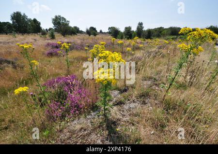 Westleton Heath in den Suffolk Sandlings, England Großbritannien Stockfoto