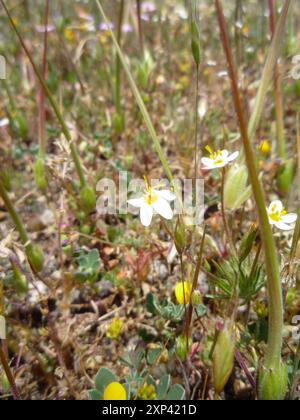 Variable Linanthus (Leptosiphon parviflorus) Plantae Stockfoto