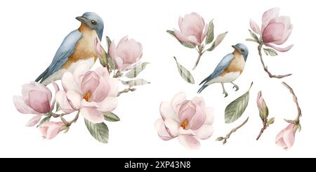 Blauer Vogel auf einem Zweig mit hellrosa Magnolienblüten. Aquarellabbildung handgemalt isoliert auf weißem Hintergrund. Zusammensetzung der Frühlingsblüten Stockfoto