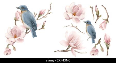 Blauer Vogel auf einem Zweig mit hellrosa Magnolienblüten. Zusammensetzung mit Isolaten. Floral Aquarell handgemalt isolierte Illustration. Frühlingsblüte Stockfoto