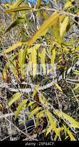 Gooddings Weide (Salix gooddingii) Plantae Stockfoto