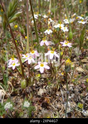 Variable Linanthus (Leptosiphon parviflorus) Plantae Stockfoto