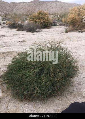 Schmalblättrige Stillingia (Stillingia linearifolia) Plantae Stockfoto