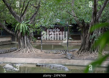 Mehrere Krokodile in einem Teich am Samphran Elephant Ground & Zoo in der Provinz Nakhon Pathom, 37 km von Bangkok entfernt am 3. August 2024 in Thailand. (Foto: Teera Noisakran/SIPA USA) Credit: SIPA USA/Alamy Live News Stockfoto