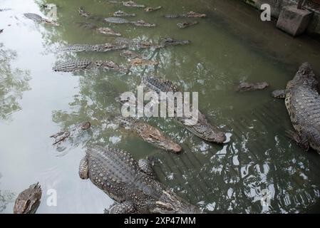 Mehrere Krokodile in einem Teich am Samphran Elephant Ground & Zoo in der Provinz Nakhon Pathom, 37 km von Bangkok entfernt am 3. August 2024 in Thailand. (Foto: Teera Noisakran/SIPA USA) Credit: SIPA USA/Alamy Live News Stockfoto