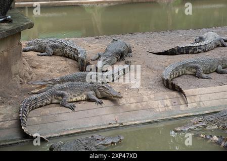 Mehrere Krokodile in einem Teich am Samphran Elephant Ground & Zoo in der Provinz Nakhon Pathom, 37 km von Bangkok entfernt am 3. August 2024 in Thailand. (Foto: Teera Noisakran/SIPA USA) Credit: SIPA USA/Alamy Live News Stockfoto