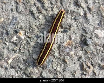 Besenmotte (Ceramica pisi) Insecta Stockfoto